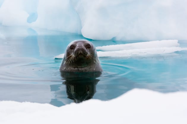 Una foca mirando a la cámara desde el agua.