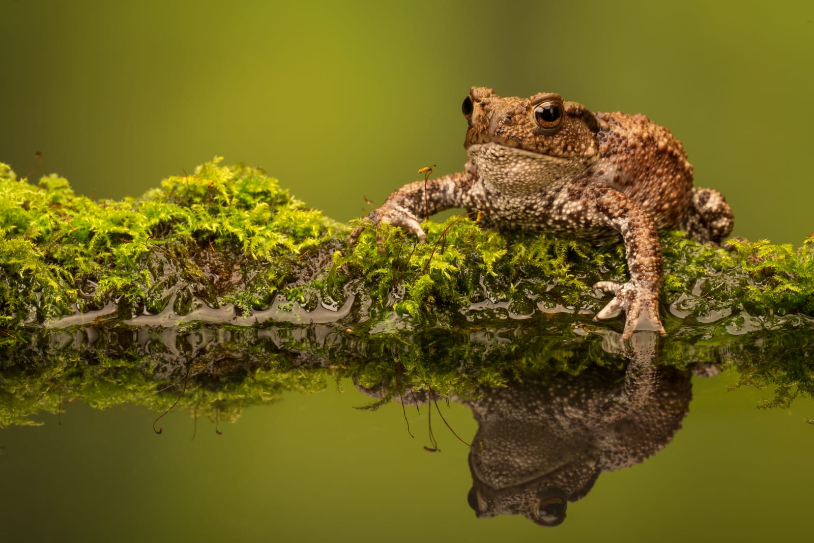 A wild common toad sitting on a mossy log