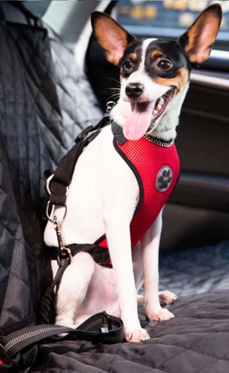 Looking for the best dog car harness? - Autoblog