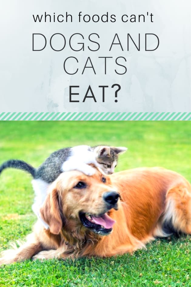 Can Dog Eat Cat Food