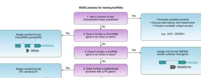 HGNC guidelines