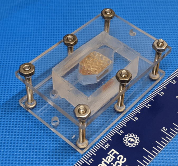 Este es un trozo de hígado humano funcional que se imprimió en 3D a partir de células progenitoras. Sobrevivió y funcionó durante 30 días.