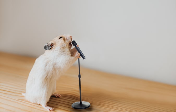 Cute Syrian hamster passionately shouting into a microphone, whilst gripping mic stand. Conceptual with space for copy.
