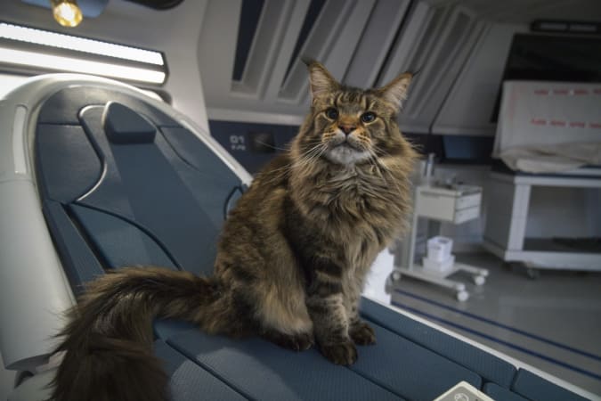 Photo: Grudge cat Paramount + original STAR TREK: DISCOVERY.  Photo Cr: Michael Gibson / Paramount + (C) 2021 CBS Interactive.  All rights reserved.