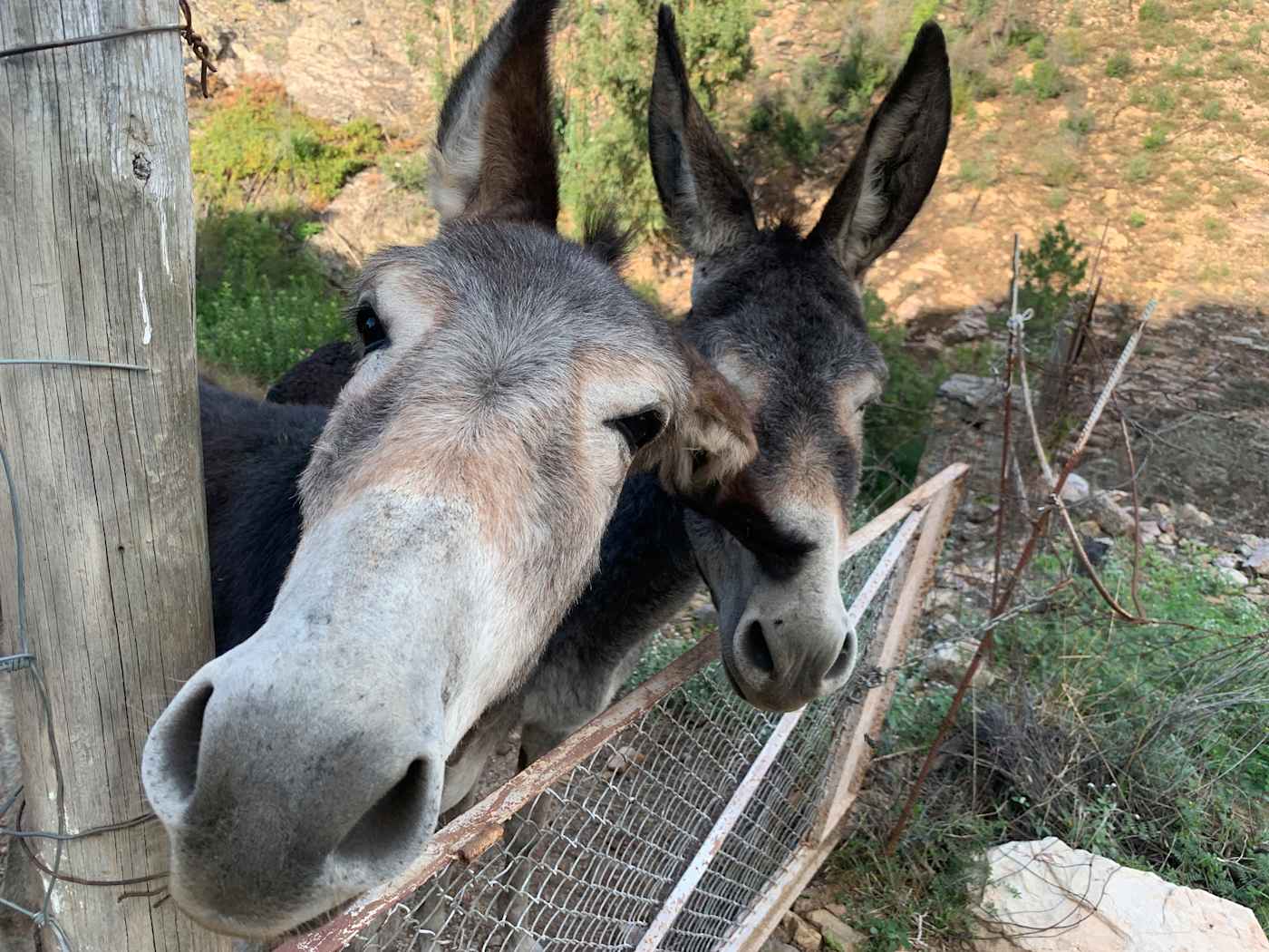 Amazon will stop selling donkey skin gelatin, but only in California