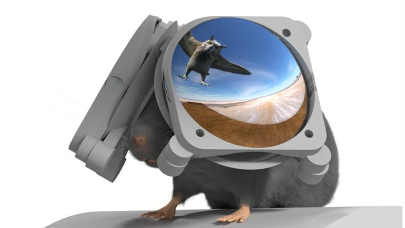 Researchers made VR goggles for mice to study how their brains respond to swooping predators