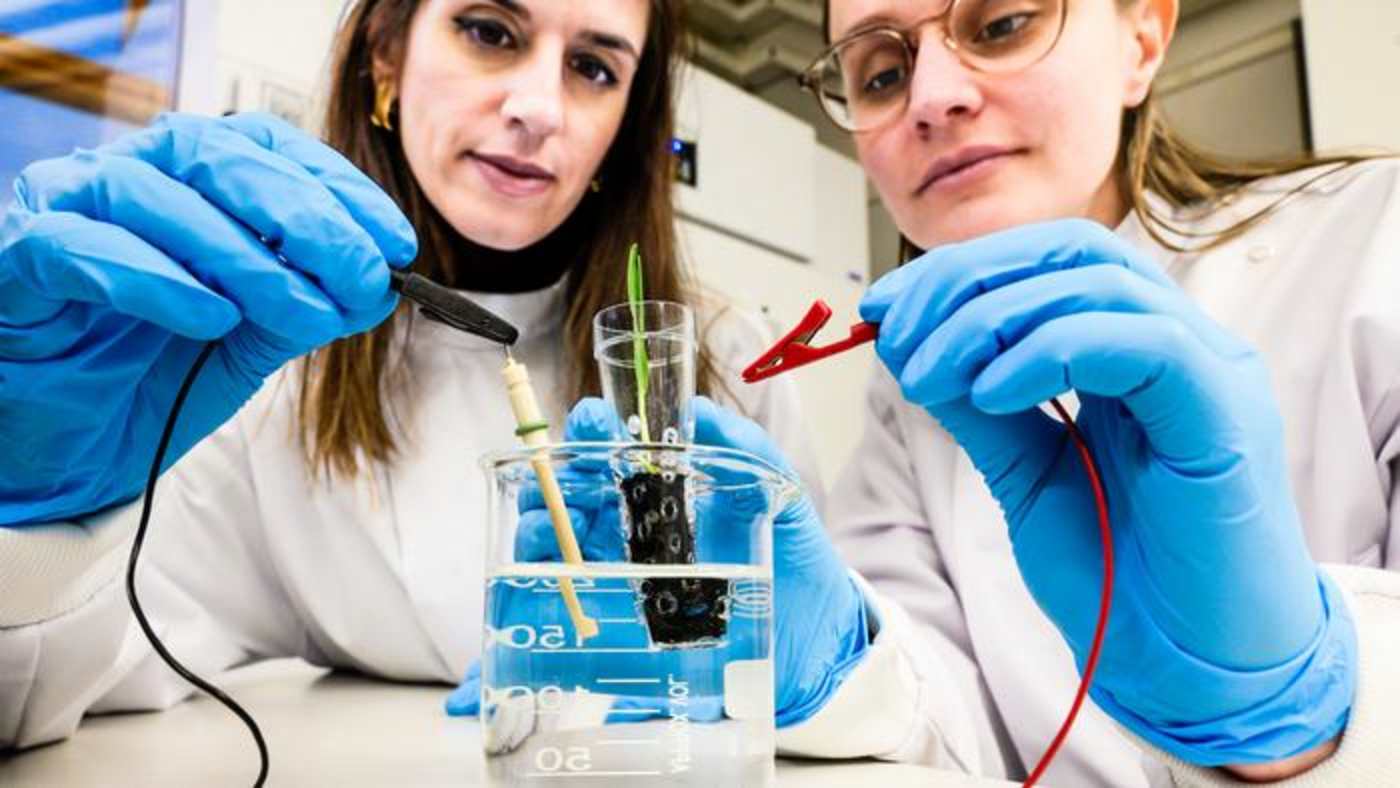 Swedish Researchers develop 'electronic soil' that speeds up plant growth