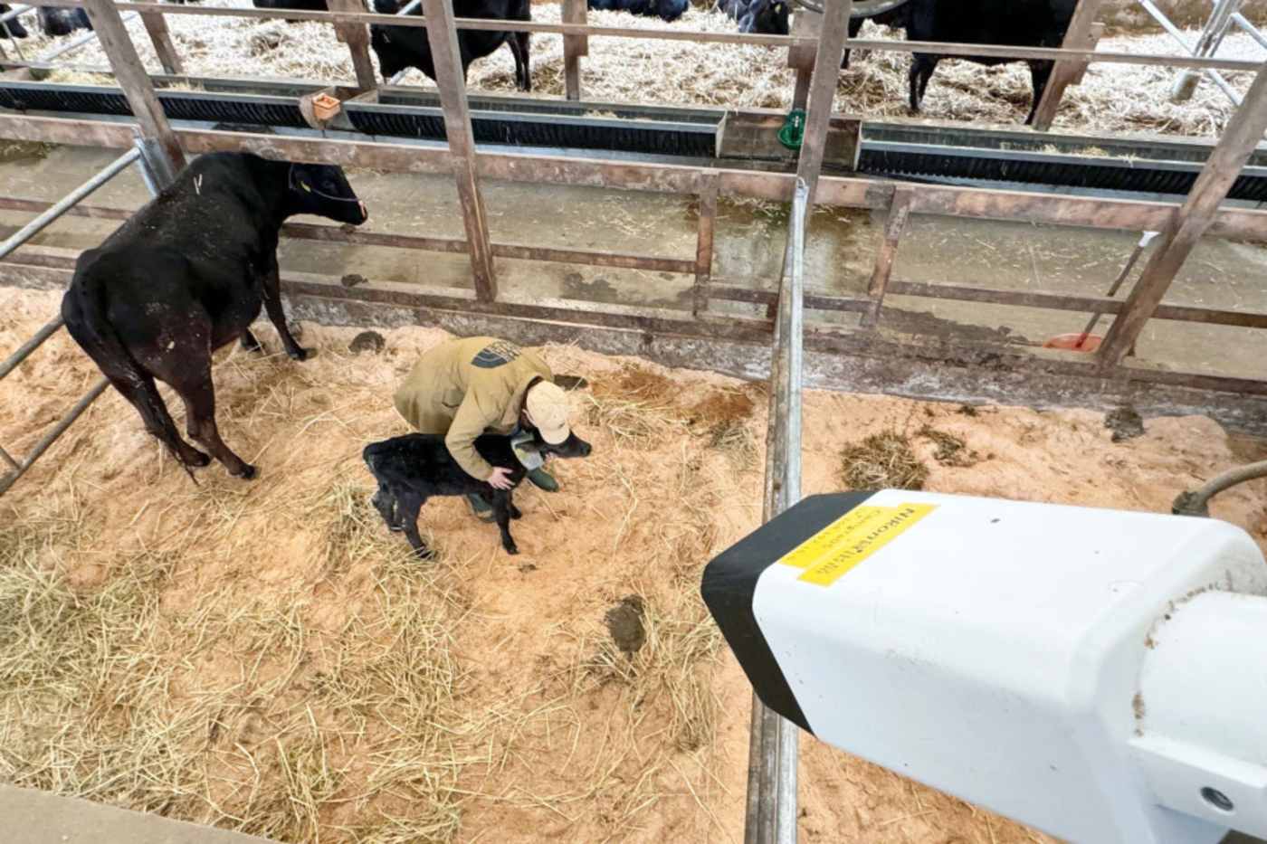 Nikon made an AI imaging camera that detects when cows are about to give birth