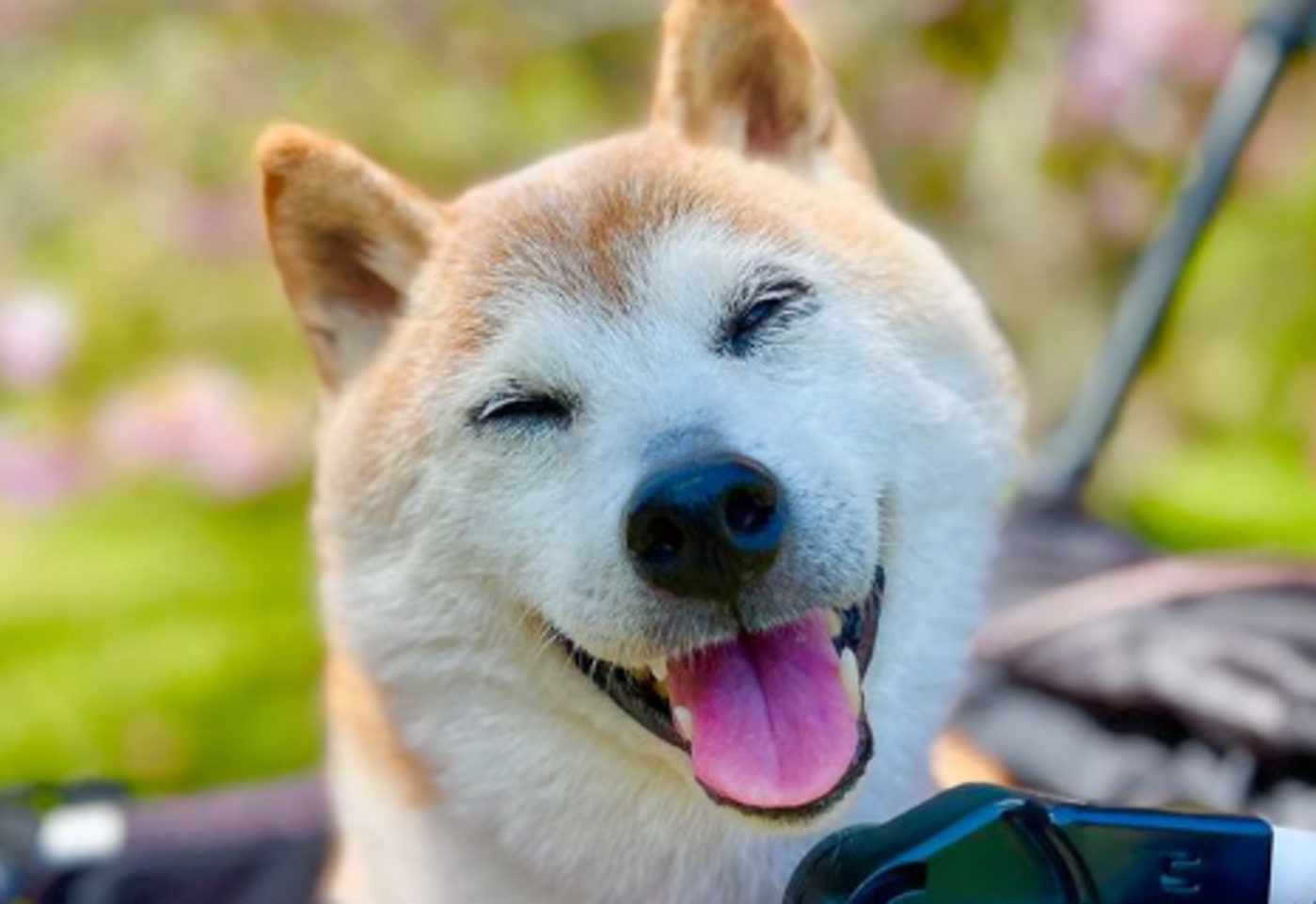 The 'Doge' dog has died