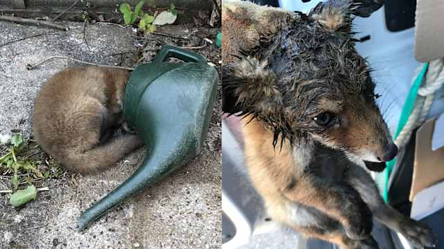RSPCA’s ‘best rescues’ of 2020 include fox with head stuck in watering can