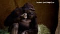 Al menos ocho gorilas dan positivo por COVID-19 en un zoo de