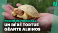 Une tortue géante des Galapagos albinos naît dans un zoo Suisse, une première