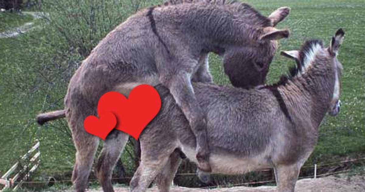 Image result for sex with donkey