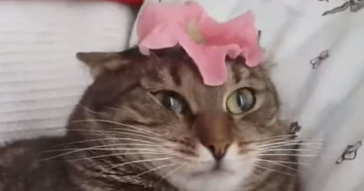 Flower Causes Cat To Malfunction