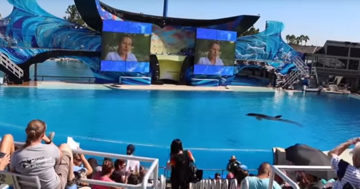 SeaWorld Orca Footage Reveals What Life Is Like For Captive Killer ...