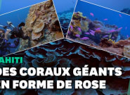 Ce récif de coraux géants découvert à Tahiti est un rescapé du réchauffement