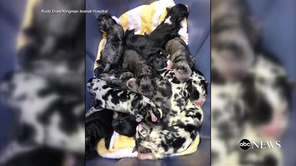 グレートデーンが一度に19匹もの子犬を出産！