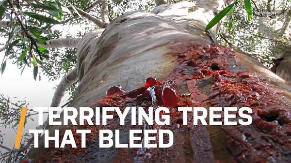 びっくり！一見普通の木と思いきや、傷をつけると血のような赤い液体が…