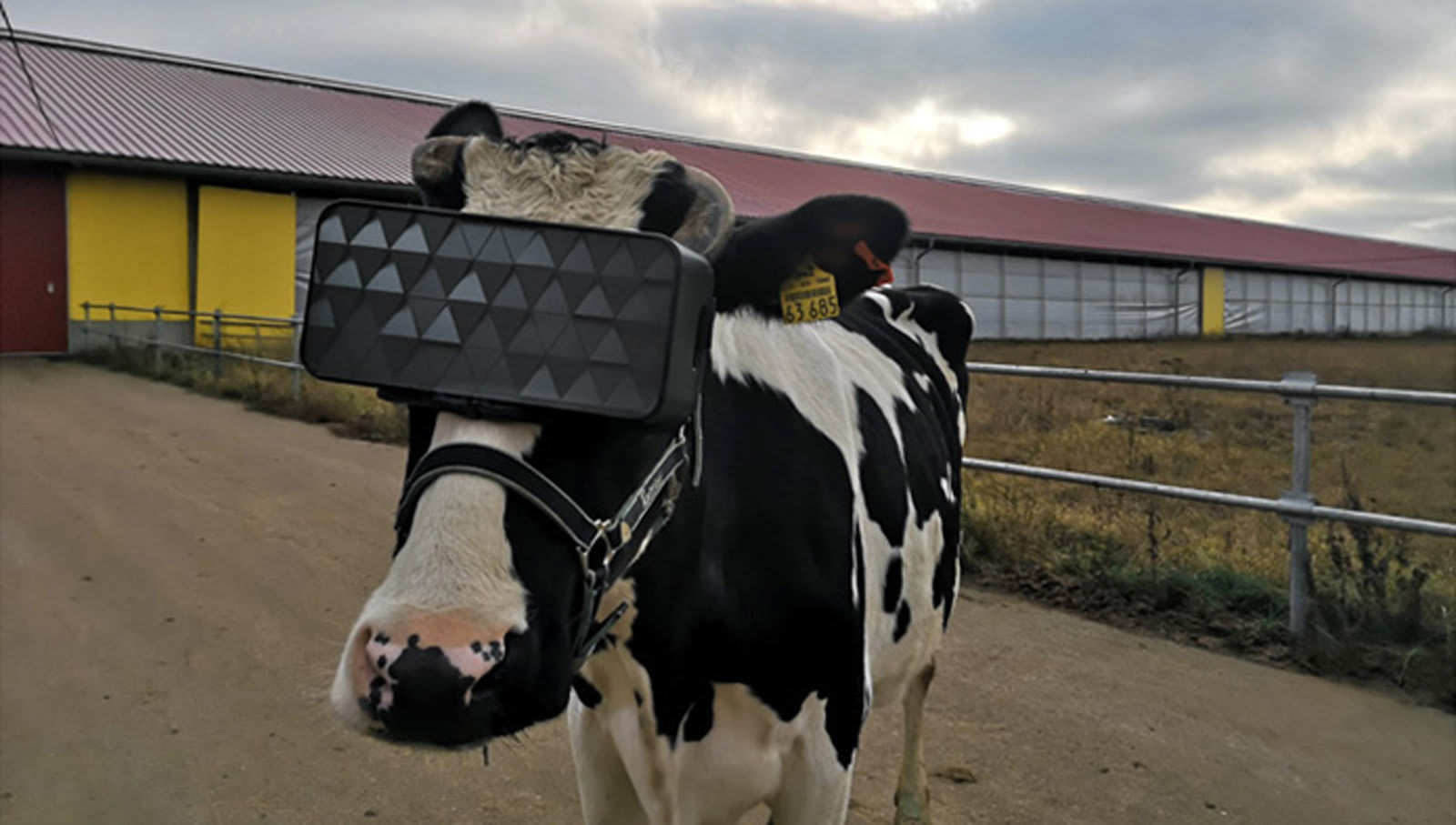 乳がよく出る牛用vr ロシア農家らが開発中 牛の目に合わせたゴーグル