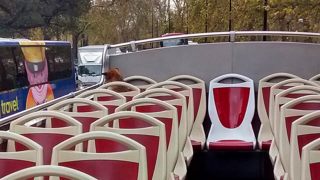 Fox hitches ride on sightseeing tour bus around London