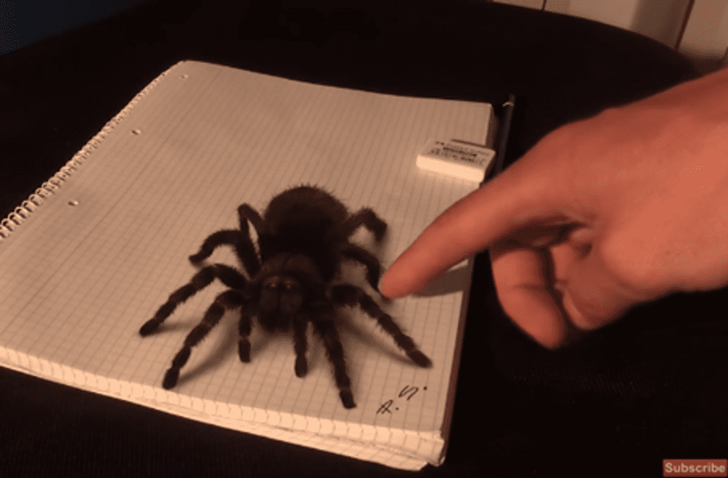 本物だと思ったら絵だった 巨大蜘蛛のイラストがコワすぎる 動画 Aol ニュース