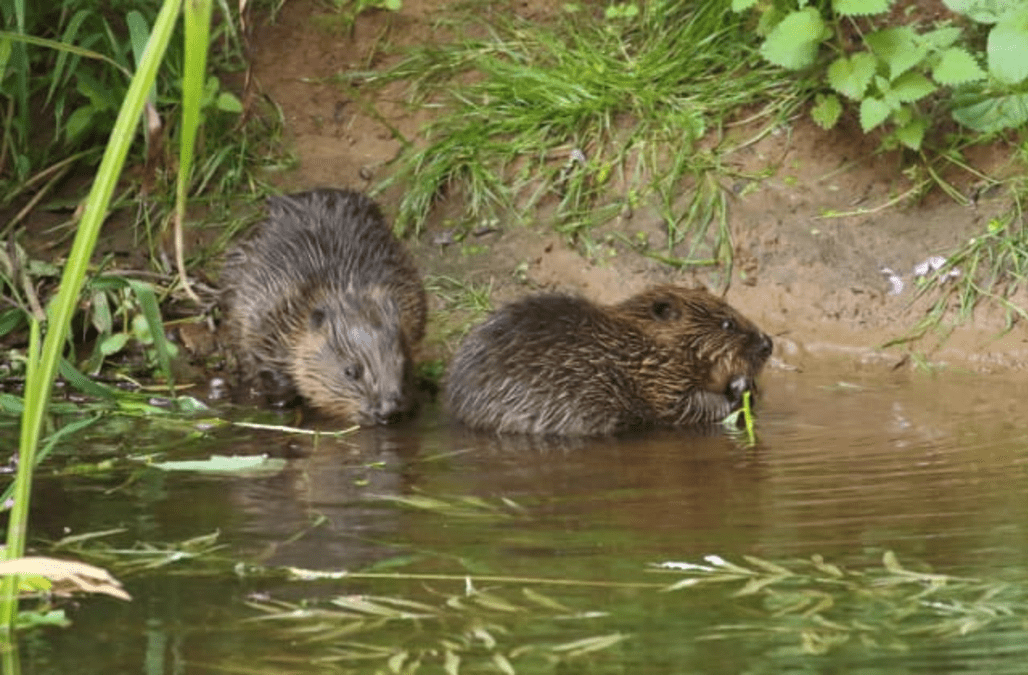 uk Experts hail success for England's only wild beavers - AOL UK
