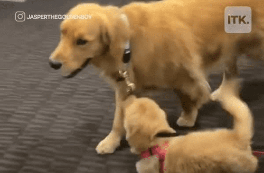 可愛すぎる！お兄さん犬のリードを引っ張る子犬【映像】 AOL ニュース