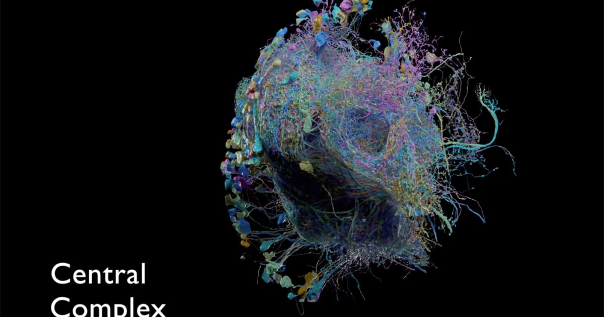 Google helps publish the largest high-res map of brain connectivity 1