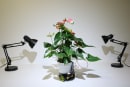 MIT researchers create a robot houseplant that moves on its own