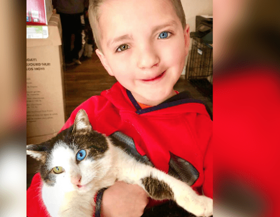 Image result for image of heterochromia kid and cat