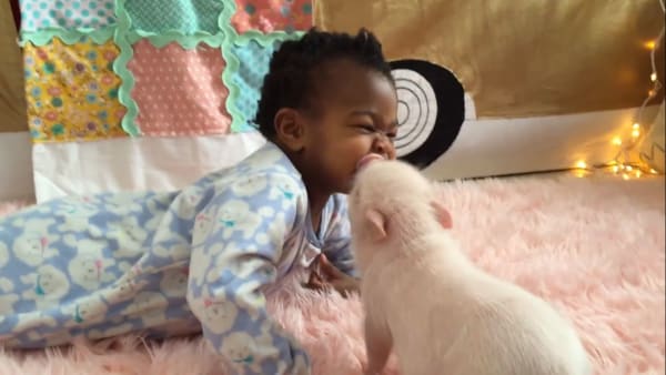 Piglet loves to give baby kisses | AOL.com