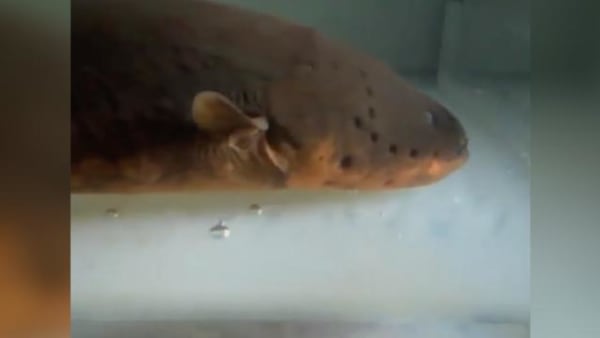Electric Eels Act Like Tasers When Hunting For Prey | AOL.com