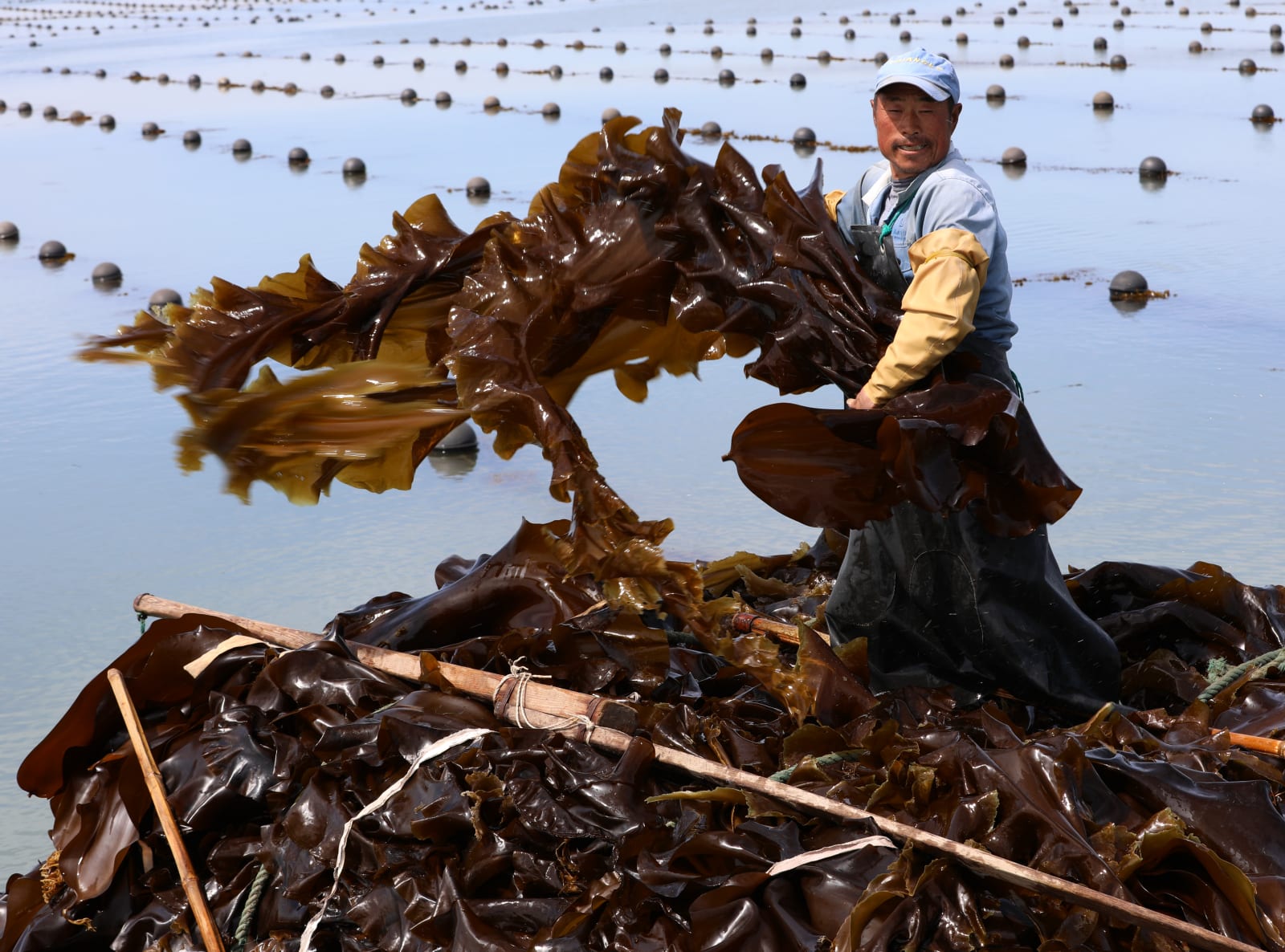Farmers Harvest Kelp In Rongcheng