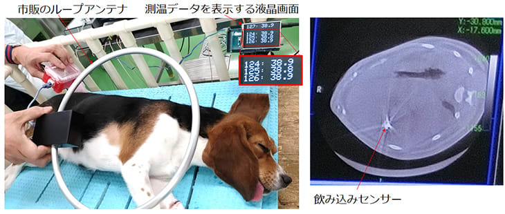 飲む体温計 の動物実験に成功 胃酸で発電し 深部体温を計測 Engadget 日本版