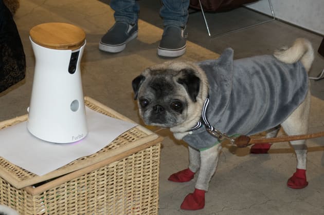 犬特化のペットカメラ Furbo にアクション通知機能が追加 映像内の情報を機械学習で識別 Engadget 日本版