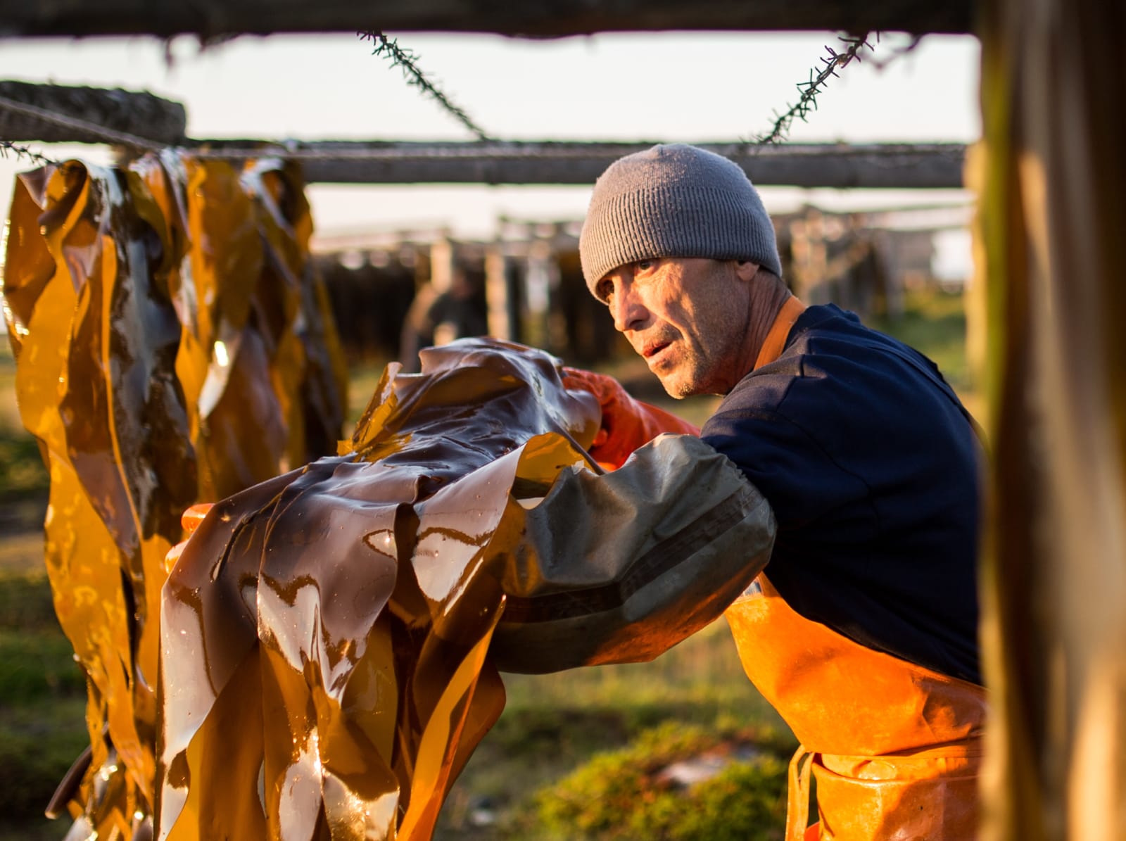 Harvesting kelp in Arkhangelsk Region, Russia