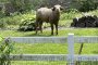 An injured and angry water buffalo is on the loose in Iowa