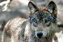 US House votes to remove wolves from endangered list in 48 states