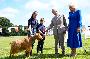 No kidding! King Charles III bestows royal title on rare golden goat breed