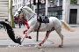 British Army says horses that bolted and ran loose in central London continue 'to be cared for'