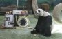 Taipei zoo's giant panda Yuanyuan celebrates her 20th birthday